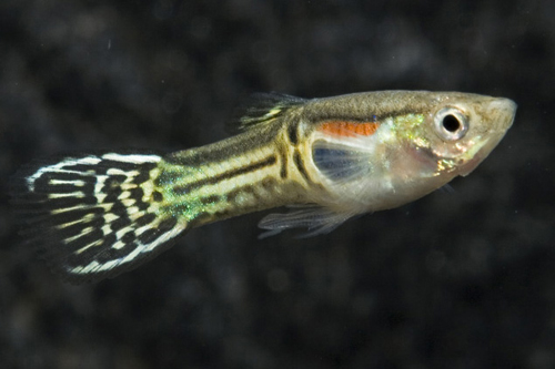 picture of Endler's Cobra Livebearer Male Reg                                                                   Poecilia wingei var. cobra