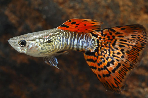 picture of Red Leopardtail Guppy Male Med                                                                       Poecilia reticulata