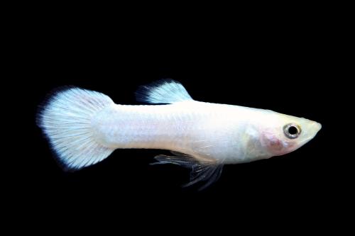 picture of Platinum Guppy Male Reg                                                                              Poecilia reticulata