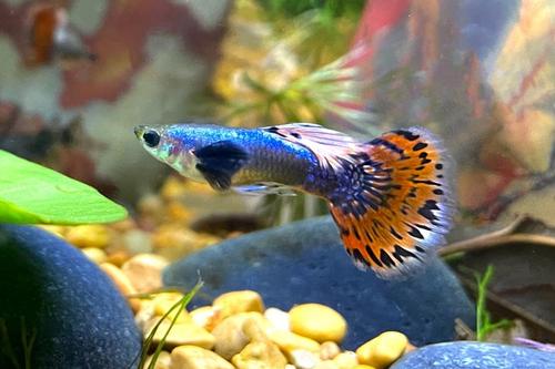 picture of Dumbo Ear Guppy Male Reg                                                                             Poecilia reticulata