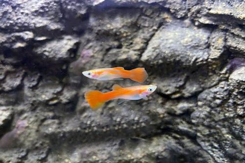 picture of Red Flamingo Guppy Male Med                                                                          Poecilia reticulata