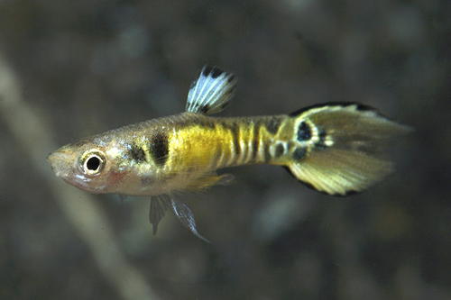 picture of Endler's Tiger Livebearer Male Reg                                                                   Poecelia wingei var. tiger