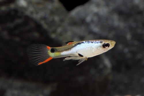 picture of El Silverado Endler's Livebearer Reg                                                                 Poecelia wingei