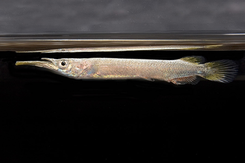 picture of Gold Wrestling Halfbeak Livebearer Reg                                                               Dermogenys pusilla