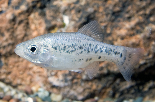 picture of Butterfly Goodeid Livebearer Reg                                                                     Ameca splendens