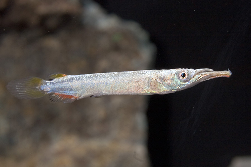 picture of Ebrardt's Redfin Halfbeak Livebearer Reg                                                             Nomorhamphus ebrardti