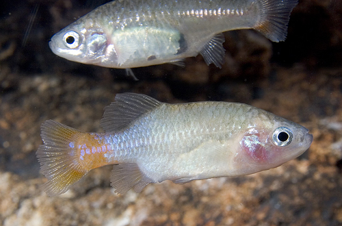 picture of Redtail Goodeid Livebearer Reg                                                                       Xenotoca eiseni