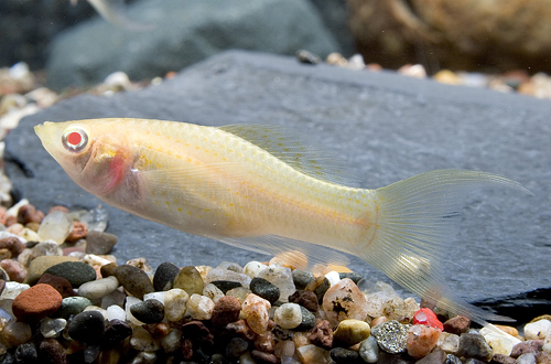 picture of Albino Lyretail Molly Sml                                                                            Poecilia latipinna