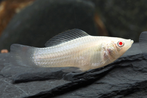 picture of Albino Molly Reg                                                                                     Poecilia latipinna