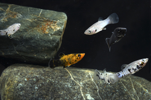 picture of Assorted Molly Med                                                                                   Poecilia spp.