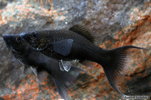 picture of Black Lyretail Molly Reg                                                                             Poecilia latipinna