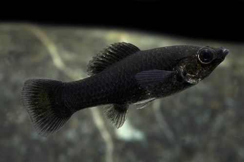 picture of Black Molly Reg                                                                                      Poecilia latipinna