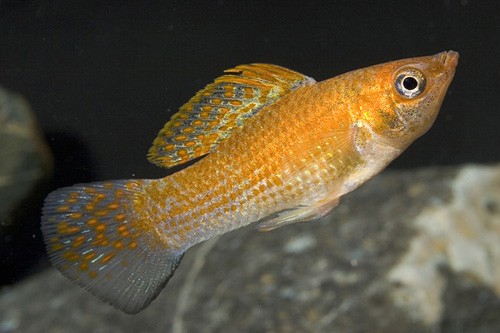 picture of Iridescent Sailfin Molly Reg                                                                         Poecilia velifera