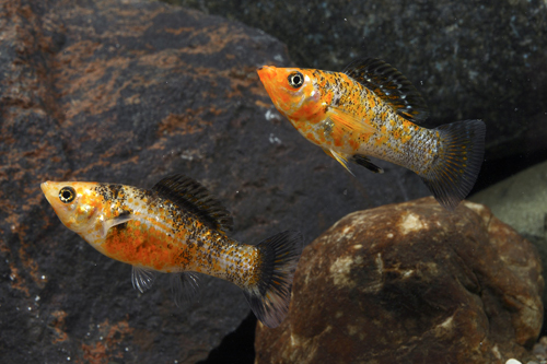 picture of Red Sunset Sailfin Molly Reg                                                                         Poecilia velifera