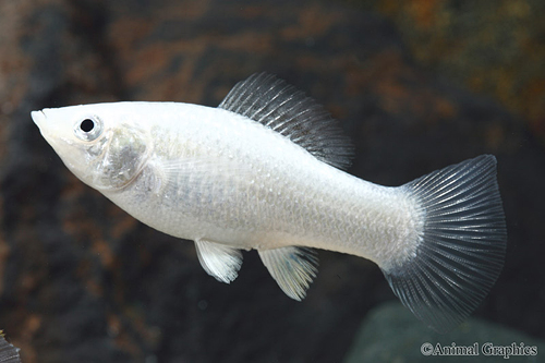 picture of Silver Molly Reg                                                                                     Poecilia sphenops