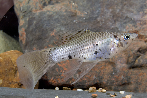 picture of Assorted Guppytail Molly Reg                                                                         Poecilia latipinna