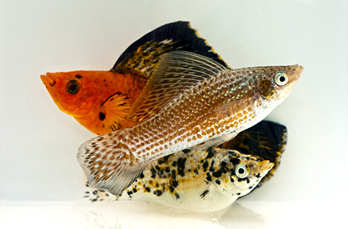 picture of Assorted Sailfin Molly Male Lrg                                                                      Poecilia velifera