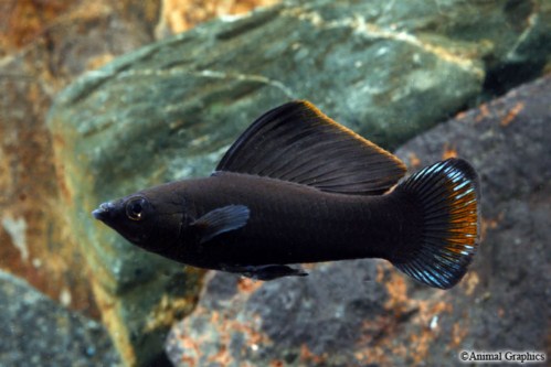 picture of Black Sailfin Molly Reg                                                                              Poecilia velifera