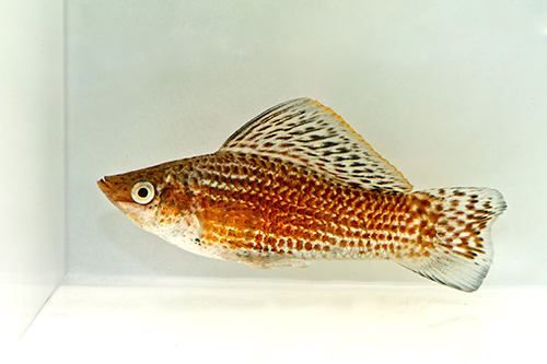 picture of Red Sailfin Molly Male Med                                                                           Poecilia velifera