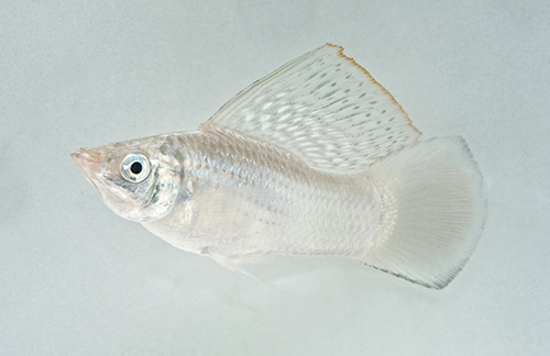 picture of Silver Sailfin Molly Lrg                                                                             Poecilia velifera