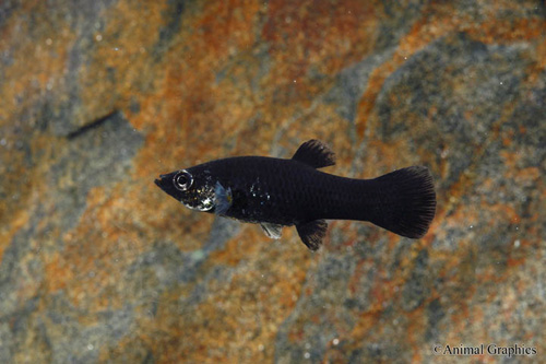 picture of Yucatan Molly Sml                                                                                    Poecilia sphenops