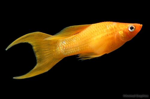 picture of Tangerine Lyretail Molly Reg                                                                         Poecilia velifera