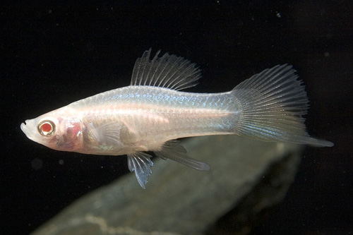 picture of Albino Swordtail Sml                                                                                 Xiphophorus helleri