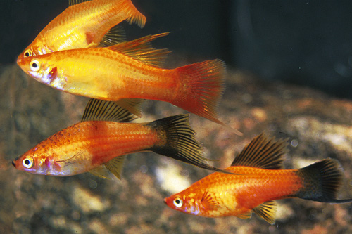 picture of Assorted Highfin Swordtail Med                                                                       Xiphophorus helleri