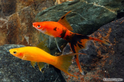 picture of Assorted Lyretail Swordtail Reg                                                                      Xiphophorus helleri