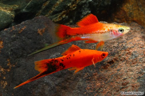 picture of Assorted Swordtail Lrg                                                                               Xiphophorus helleri