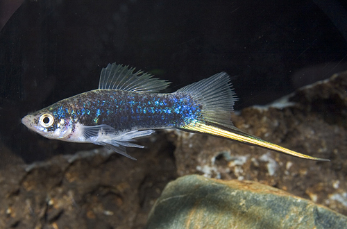 picture of Black Swordtail Reg                                                                                  Xiphophorus helleri