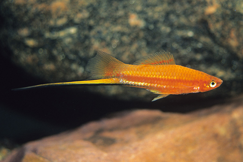 picture of Brick Swordtail Lrg                                                                                  Xiphophorus helleri