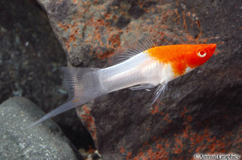 picture of Koi Santa Claus Swordtail Sml                                                                        Xiphophorus helleri