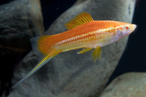 picture of Lemon Swordtail Reg                                                                                  Xiphophorus helleri