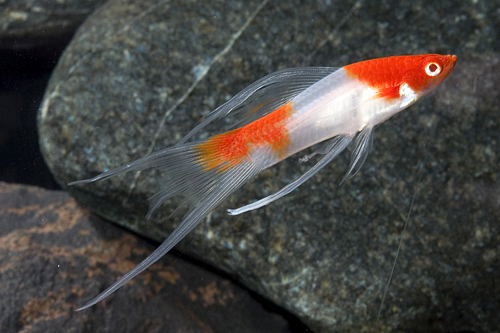 picture of Koi Kohaku Lyretail Swordtail Reg                                                                    Xiphophorus helleri