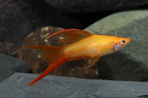 picture of Marigold Lyretail Swordtail Lrg                                                                      Xiphophorus helleri