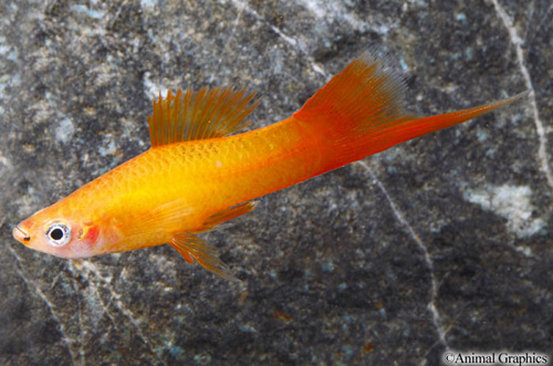 picture of Marigold Swordtail Lrg                                                                               Xiphophorus helleri