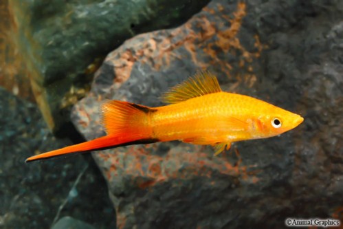 picture of Marigold Twinbar Swordtail Reg                                                                       Xiphophorus helleri