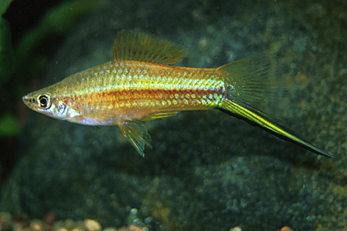 picture of Neon Swordtail Lrg                                                                                   Xiphophorus helleri