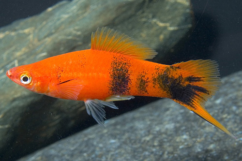 picture of Painted Swordtail Sml                                                                                Xiphophorus helleri