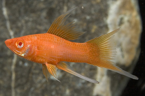 picture of Velvet Red Eye Swordtail Sml                                                                         Xiphophorus helleri