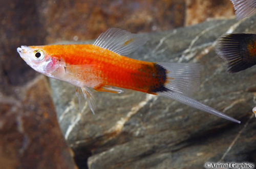 picture of Tricolor Crescent Sword Sml                                                                          Xiphophorus helleri