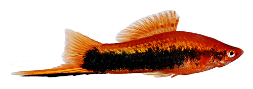 picture of Velvet Tuxedo Swordtail Reg                                                                          Xiphophorus helleri