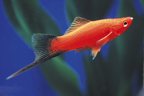 picture of Velvet Wag Swordtail Sml                                                                             Xiphophorus helleri