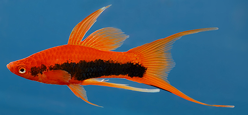 picture of Red Twinbar Swordtail Reg                                                                            Xiphoporus helleri