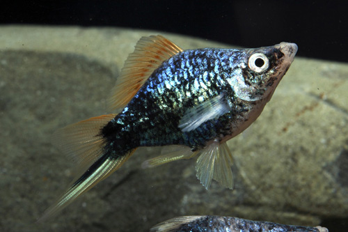 picture of Black Balloon Swordtail Reg                                                                          Xiphophorus helleri