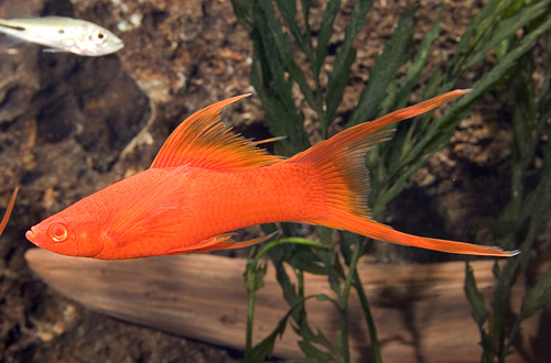 picture of Red Double Lyretail Swordtail Lrg                                                                    Xiphophorus helleri