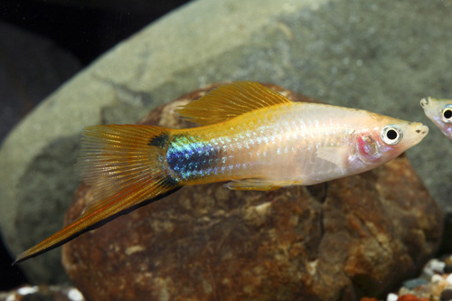 picture of Gold Crescent Swordtail Reg                                                                          Xiphophorus helleri