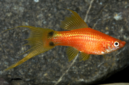 picture of Red Crescent Lyretail Swordtail Reg                                                                  Xiphophorus helleri