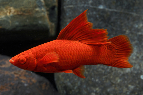 picture of Velvet Sailfin Red Eye Swordtail Lrg                                                                 Xiphophorus helleri